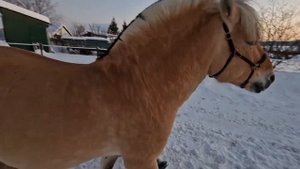 Стажировка Нины Принц. По- королевски? В гостях у блоггера-миллионника, обзор отеля "Маргошин дом"