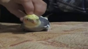 Корелла по имени Рома.