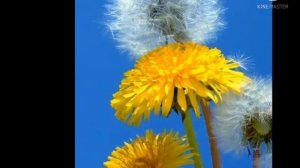 Лунтик Камыш