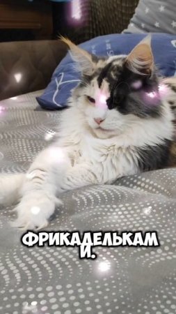 Кошачьи рецепты #мейкун #cat #мейнкун #котик #кошка #мяу #смешнойкот #юмор #коты #кот #анекдоты