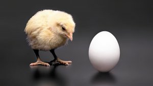 2 - Что первично - яйцо или курица?