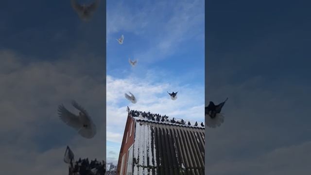 НИКОЛАЕВСКИЕ ГОЛУБИ.  ЗИМА!!!