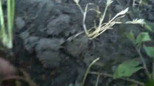 Как разделить клубничный куст на рожки