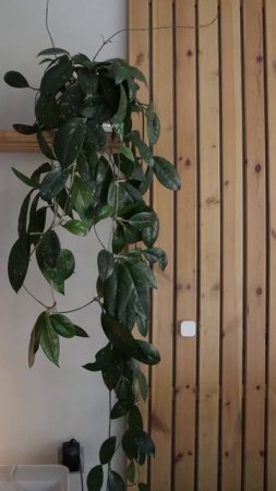 Моя галерея телефона #комнатныерастения #plantlover #суккуленты #растения #houseplants