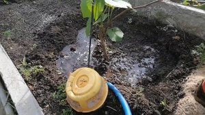 Виноград плохо развивается. Лучшая подкормка винограда.