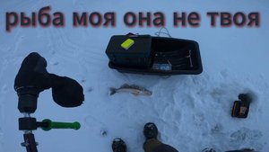 Рыба моя она не твоя)