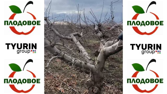обрезка 20 летнего сада