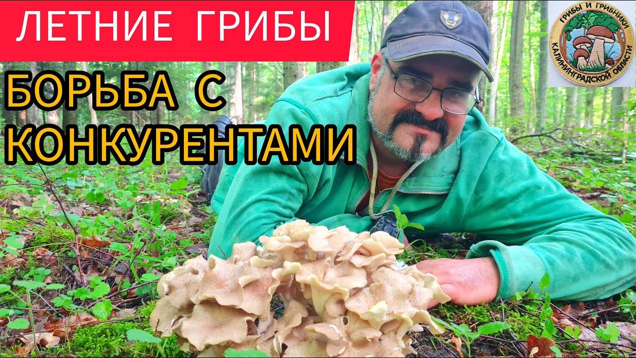 Конкуренты грибников. ИЩЕМ БЕЛЫЕ ГРИБЫ. Грибы летом #природа #грибы #лес