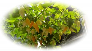 Перцы Бекиньо красный и Чапутино Оранжевый  на даче и подоконнике 2024