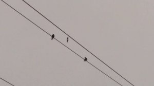 Голуби СВГ  17.01.2022г. г. Снежное -7