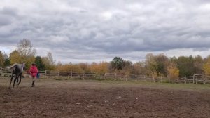 обучение молодой лошади с 0, конеблог, мемуары конника