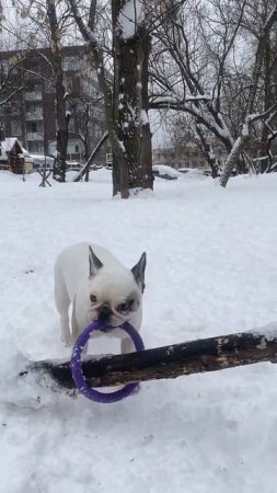 Французский бульдог снимает кольцо с ветки #shorts | French bulldog training