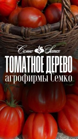 317. Вьетнам - Томатное дерево