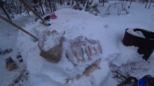 ЗИМНЯЯ РЫБАЛКА НА ТАЁЖНОЙ РЕКЕ В ЯНВАРЕ