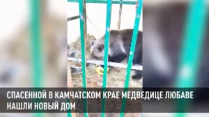 Спасенной в Камчатском крае медведице Любаве нашли новый дом