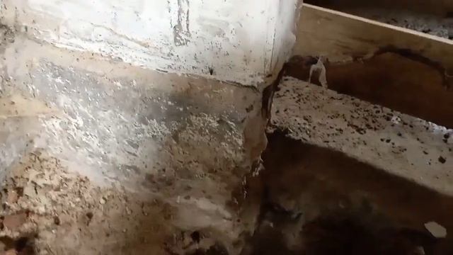 Подготовка, клетки для дюрчихи Глаши. смотреть онлайн