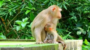 Мама Обезьяна Луна Радужная обезьяна Люси Малышка Luna Mom Monkey and Lucie Baby Monkey