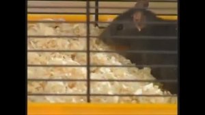 чистон 2 отпугиватель грызунов. мышь убегает в шоке