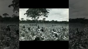 Шапошниковы поляны