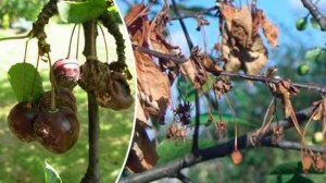 Как лечить монилиоз вишни