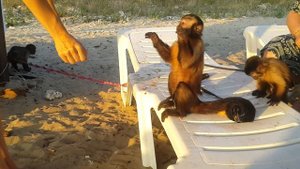 2017.08.21 Обезьяна капуцин Масяня, Питри и Браша. Party on the beach.