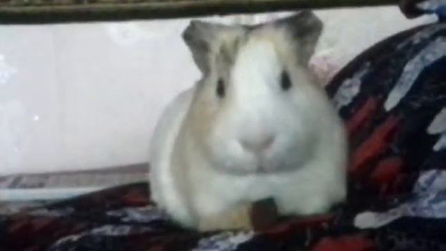 моя морская свинка смотреть онлайн