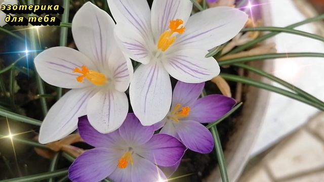 Сегодня 9 апреля день денежной девятки, нарисуйте это на руке. Лунный день. Карта Таро. Послание смотреть онлайн