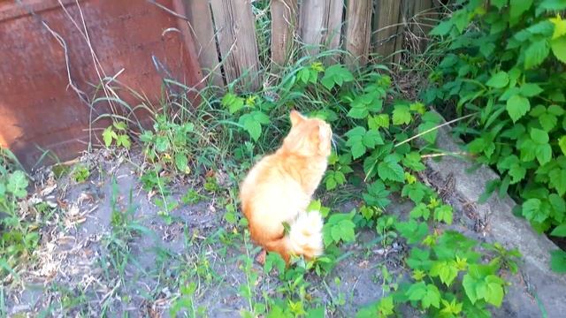 Славянск. 22 апреля 2024г. Вечер. смотреть онлайн