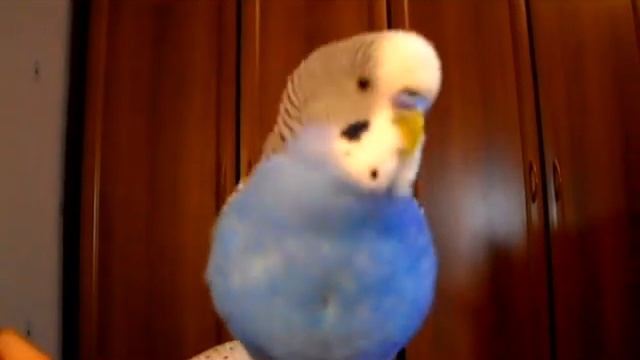 Кеша-петушок (Волнистый попугай) смотреть онлайн