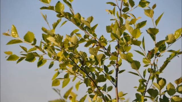 Betula Nigra      Birches are a Tree To Consider