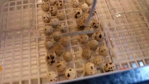 Первый запуск инкубатора Наседка ИБ 70