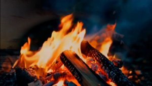 Лебеди вернутся