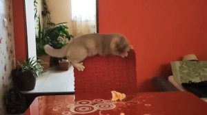 Кошка Упала Со Стула | My Fun Pets