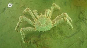 Морская / По следам морской / 23.01.25