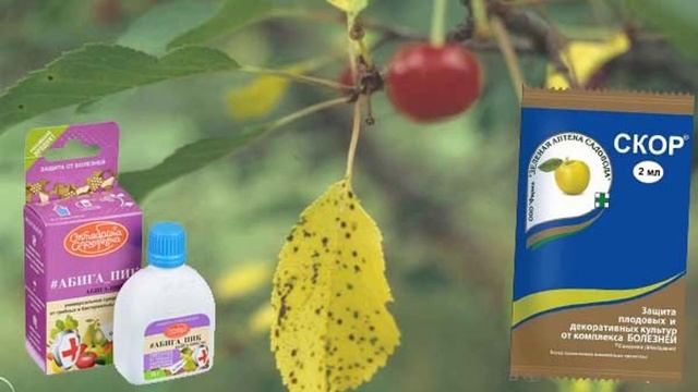 Коккомикоз вишни смотреть онлайн