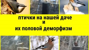 птички на нашей даче и их половой деморфизм