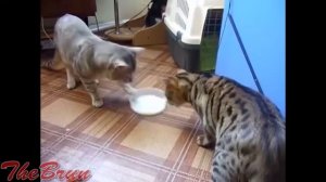 ТЕСТ НА ПСИХИКУ,НОВОГОДНИЙ ВЫПУСК 2016 ГОДА ,ЛУЧШИЕ ПРИКОЛЫ,COUB,VINES !👍😂😅