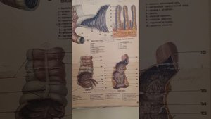 Строение тонкой и толстой кишки (ЗБМК)