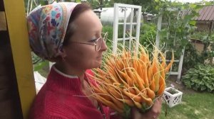 6 соток 1 июля 2020 года. Проредим морковь, удобрим огурцы, навестим помидоры и домой печь...