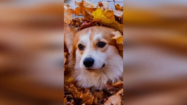 УЧИМ ВМЕСТЕ НЕМЕЦКИЕ СЛОВА
