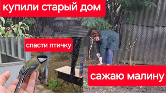 94//Купили старый дом в станице.Выкопала всю малину.У кур библиотечный день. Птичку жалко.