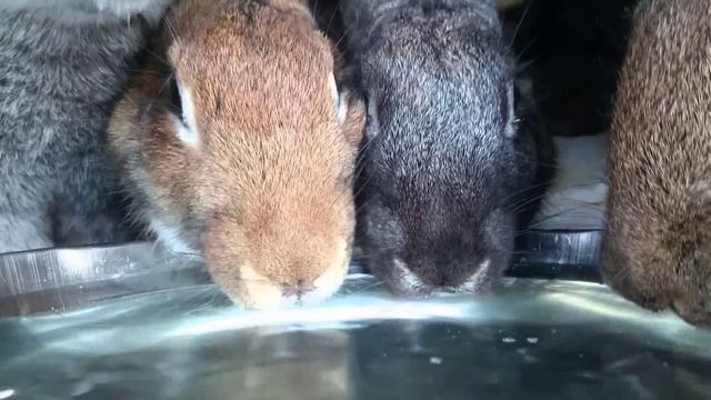 Как поить кроликов зимой при уличном содержании смотреть онлайн