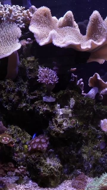 Морской аквариум Tortuga-Chanal смотреть онлайн