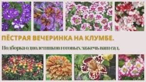 Пёстрая вечеринка на клумбе - подборка однолетников, готовых зажечь ваш сад.💐