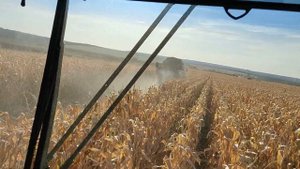 Кукуруза 12 октября 2023 г.