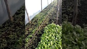 Картофель в теплице