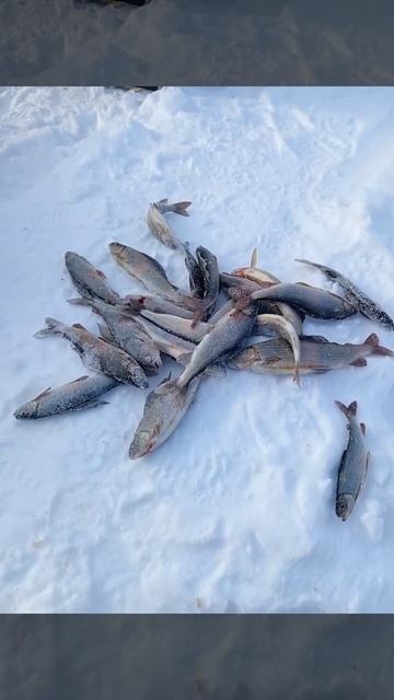 🎣ХАРИУС В ДЕКАБРЕ🎣 #рыбалка #рыба #хариус
