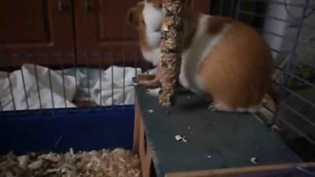 Морская свинка смотреть онлайн