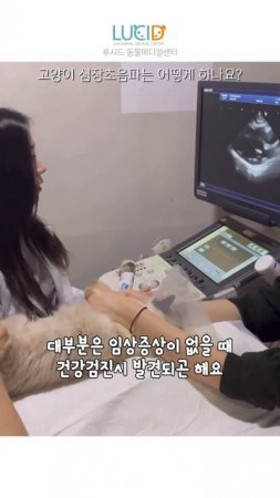 😺고양이 HCM 심장초음파로 진단해요👩⚕️👨⚕️