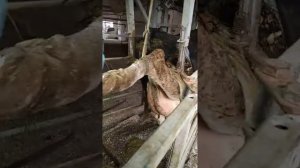 Обрезка копыт крс